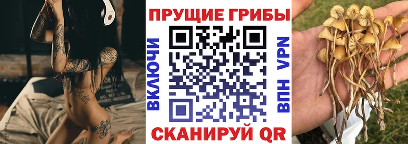 Псилоцибиновые грибы Cubensis Орск